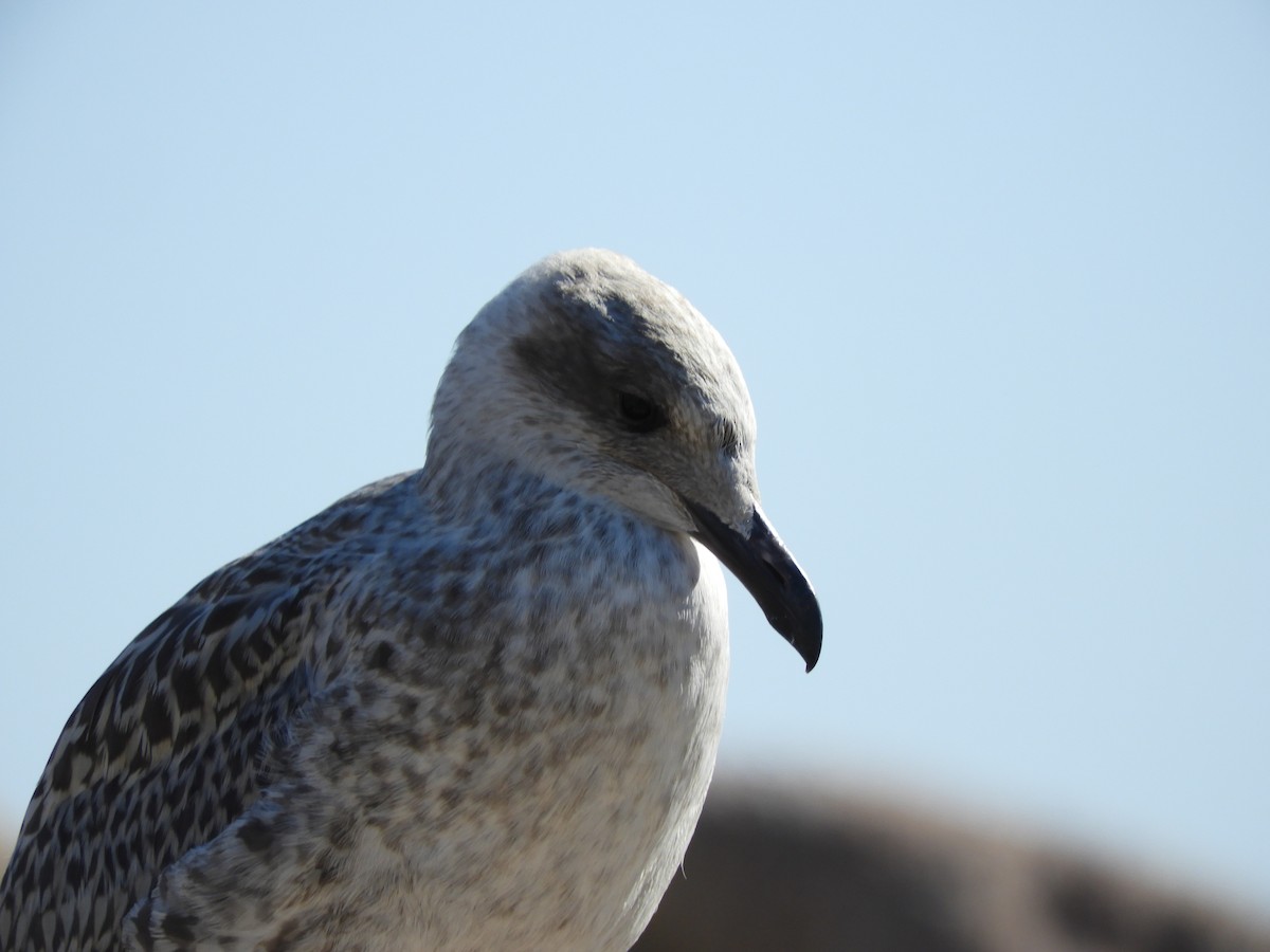Yellow-legged Gull - ML371006041