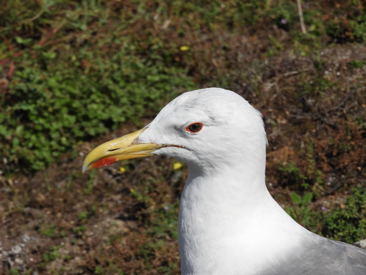 Yellow-legged Gull - ML371006051