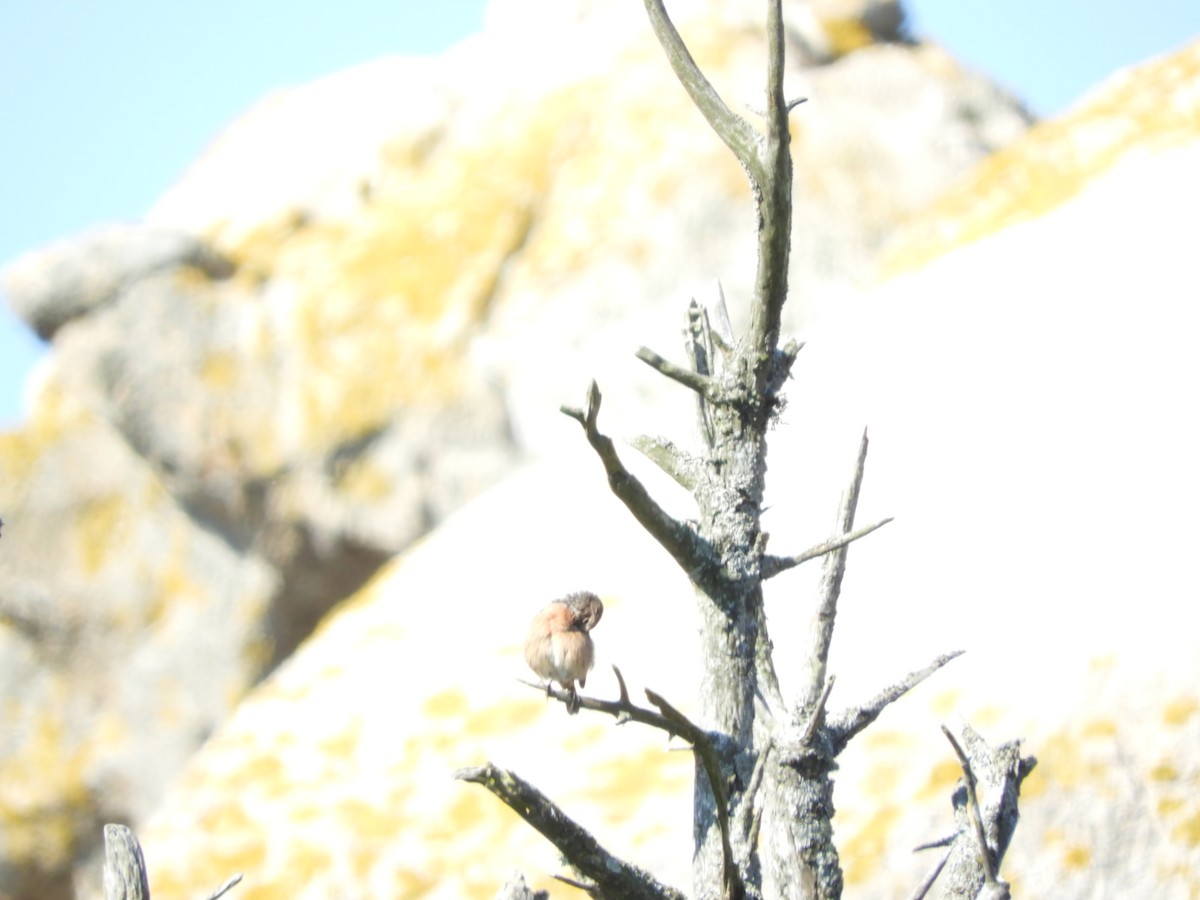 European Stonechat - ML371006291