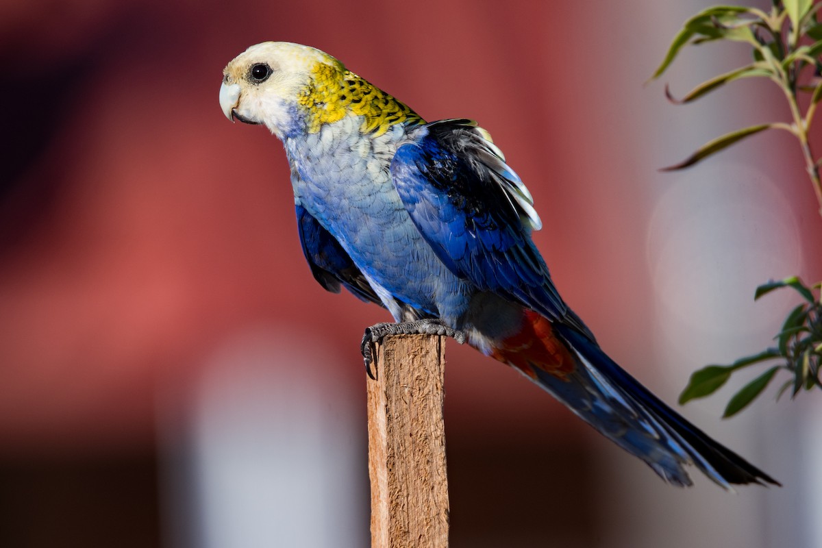 Pale-headed Rosella - ML371006981