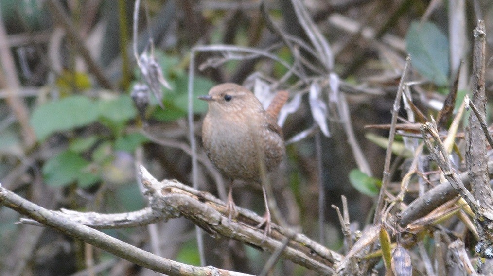 Winter Wren - ML37100811