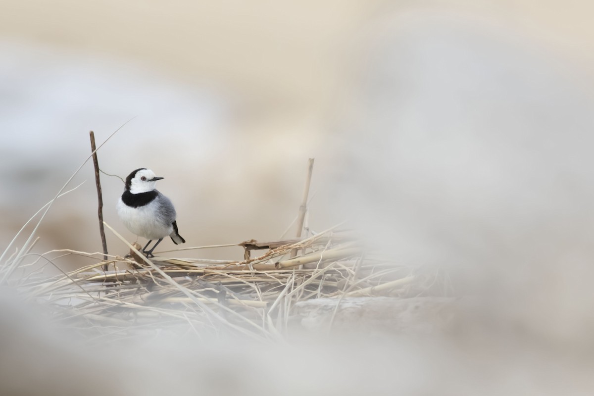 White-fronted Chat - ML371008541