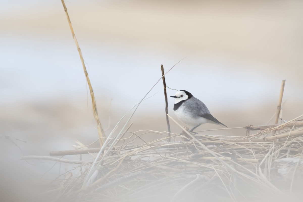 White-fronted Chat - ML371008551