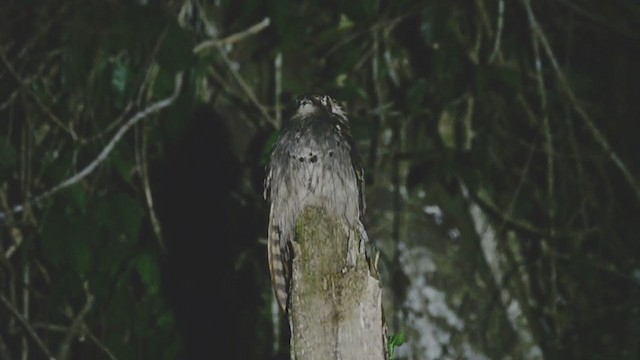Long-tailed Potoo - ML371008821