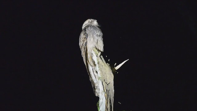 Long-tailed Potoo - ML371008841