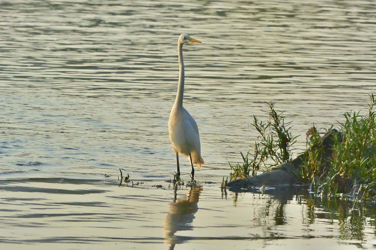 Great Egret - ML371009181