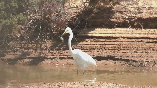 Great Egret (modesta) - ML371010241