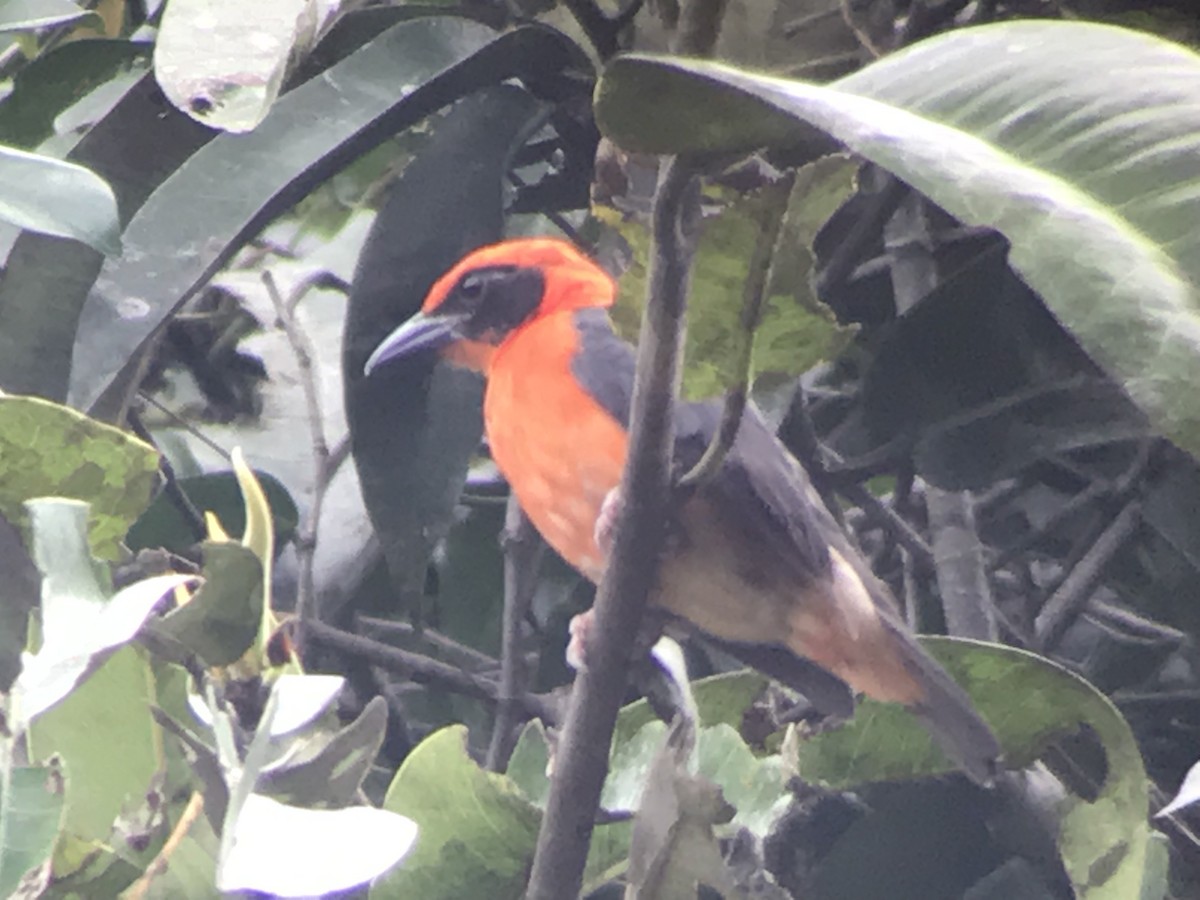 Red-bellied Malimbe - Jason Horn