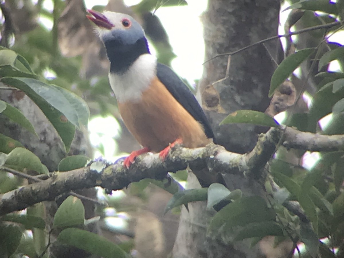 Rufous-bellied Helmetshrike - ML371010991