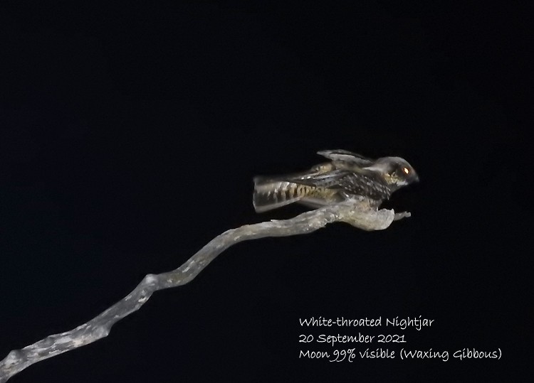 White-throated Nightjar - ML371011421