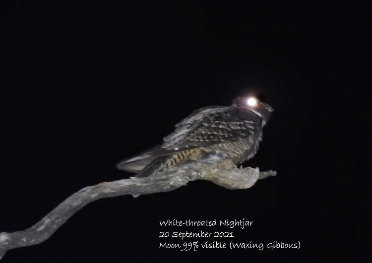 White-throated Nightjar - ML371011451