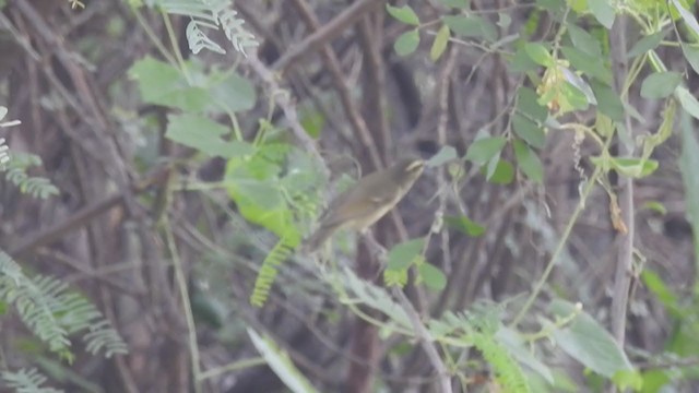 Large-billed Leaf Warbler - ML371011671