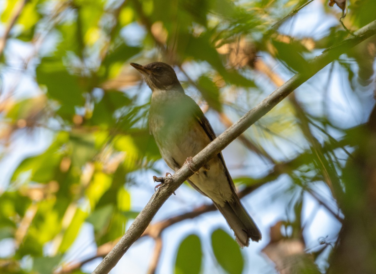 Blacksmith Thrush - ML371013141