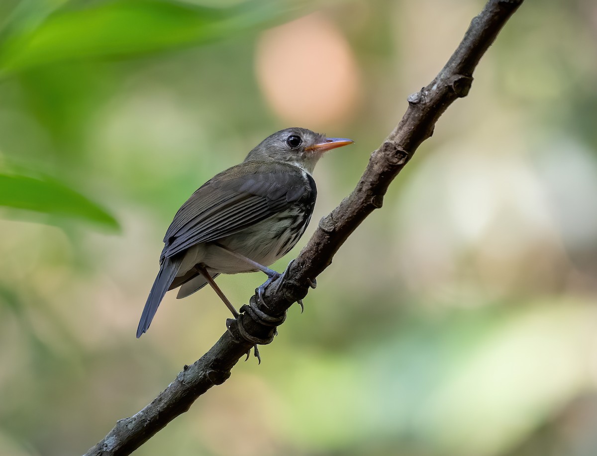 Southern Antpipit - ML371014781