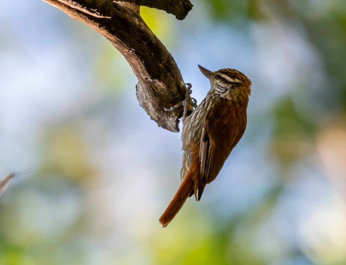 Streaked Xenops - ML371016551