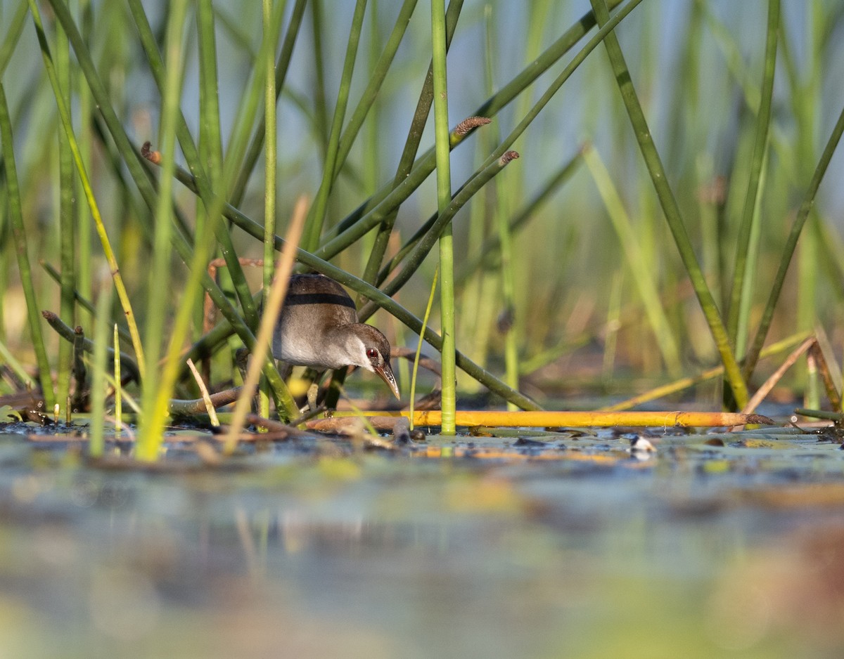 White-browed Crake - ML371017071