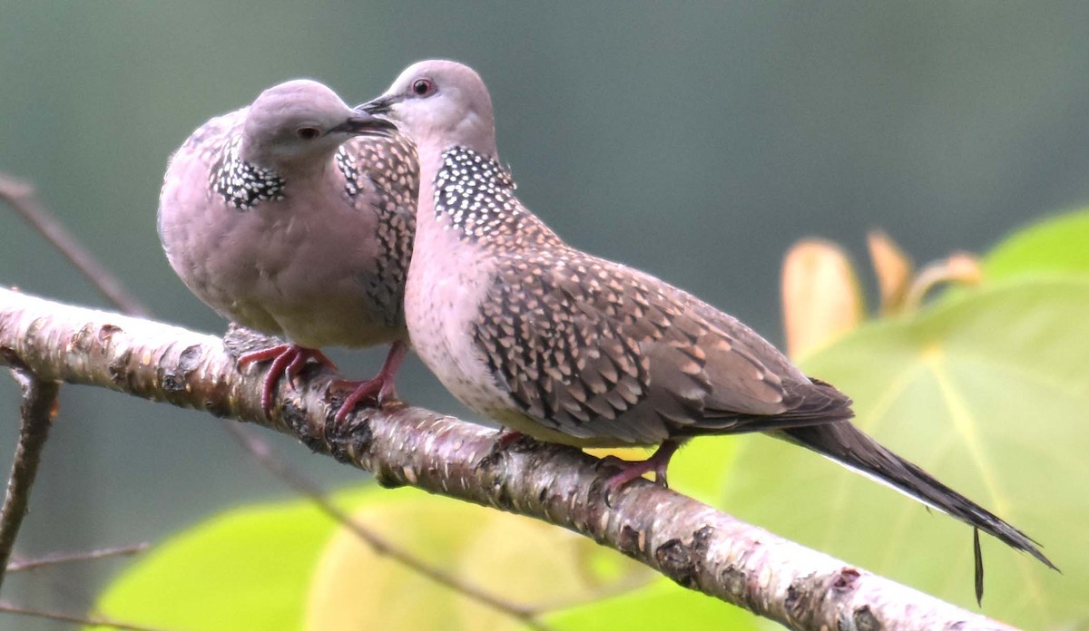 Spotted Dove - ML371017401