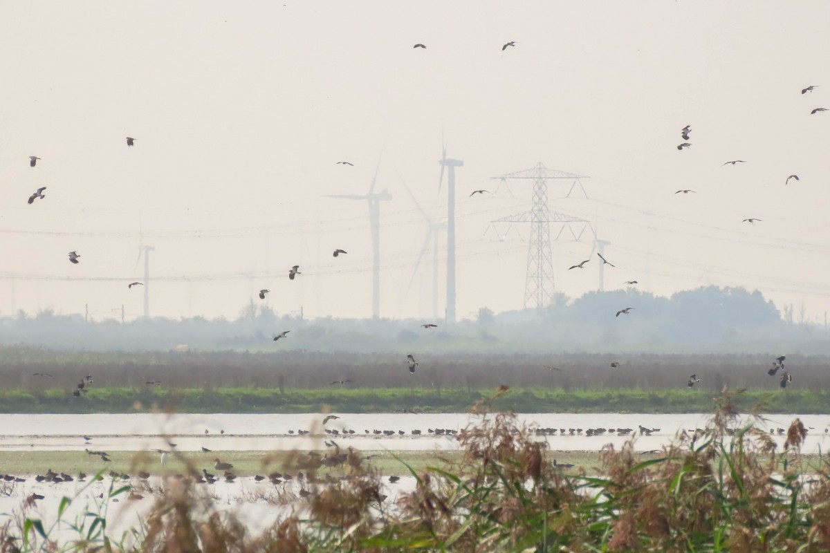 Northern Lapwing - ML371018231