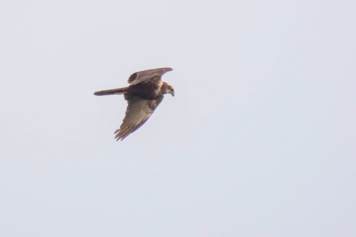 Western Marsh Harrier - ML371018281
