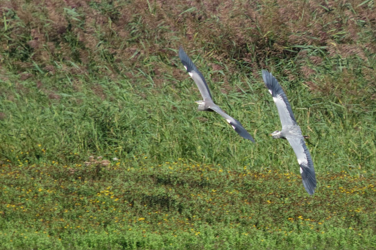 Gray Heron - ML371018511