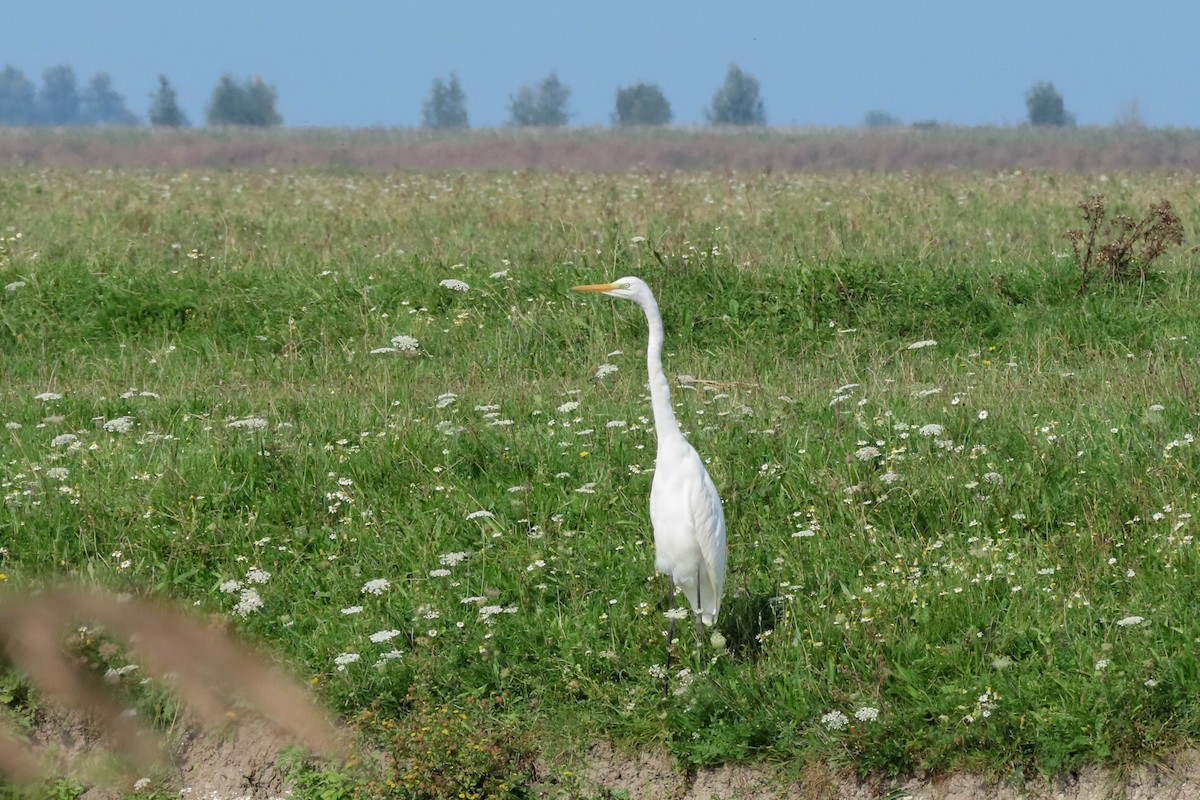 Great Egret - ML371018531