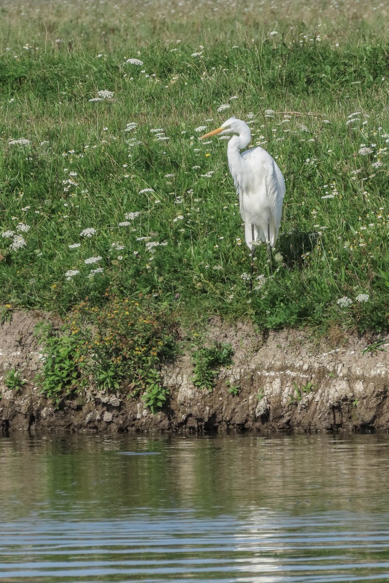 Great Egret - ML371018541