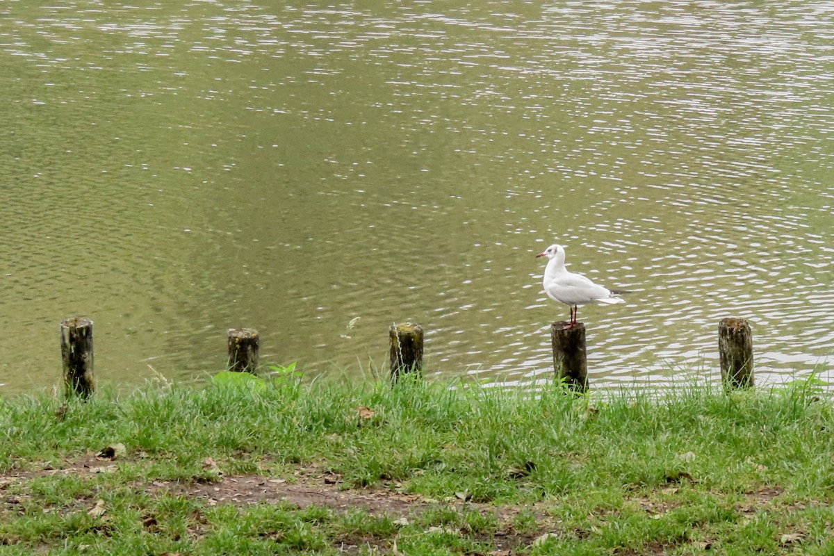 Black-headed Gull - ML371018641