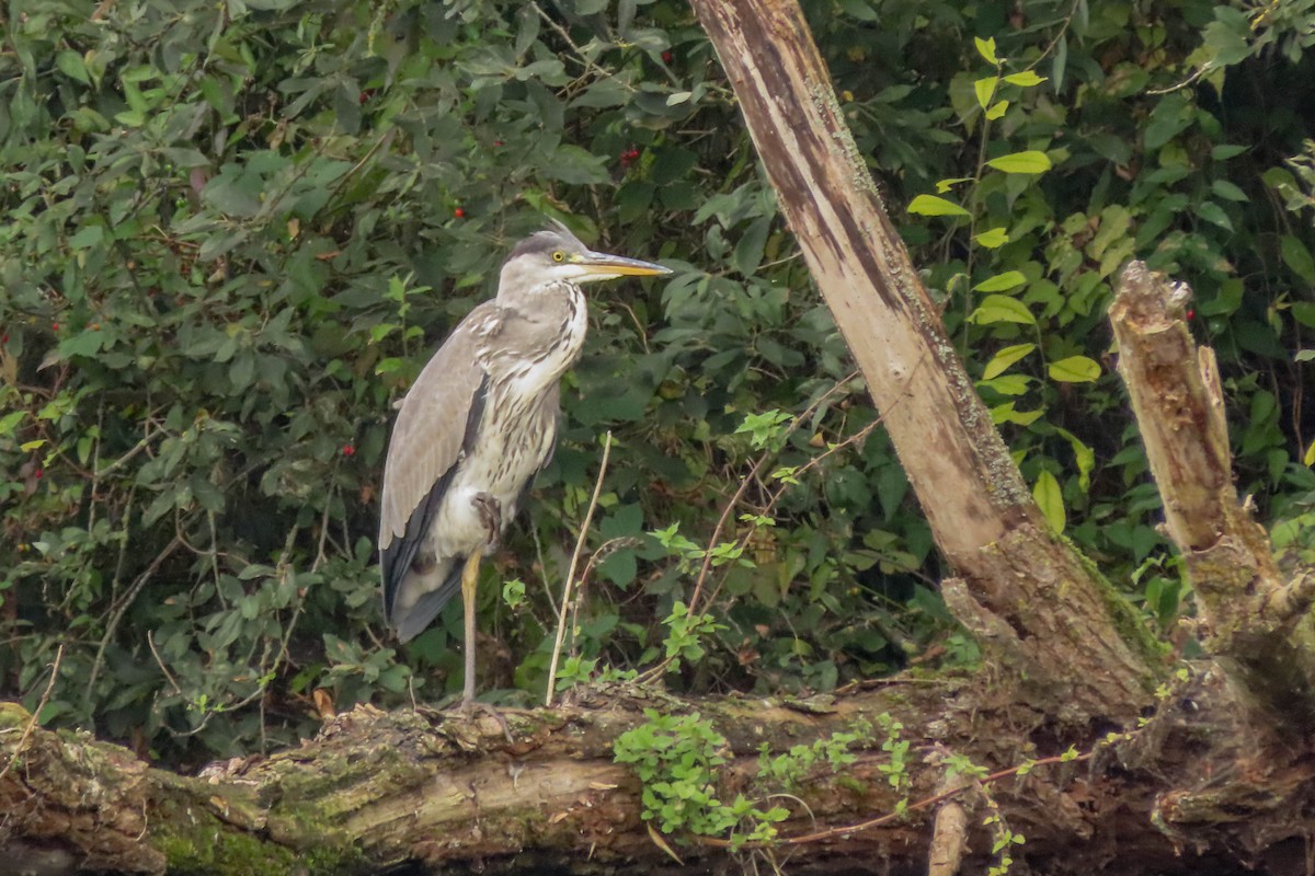 Gray Heron - ML371018731