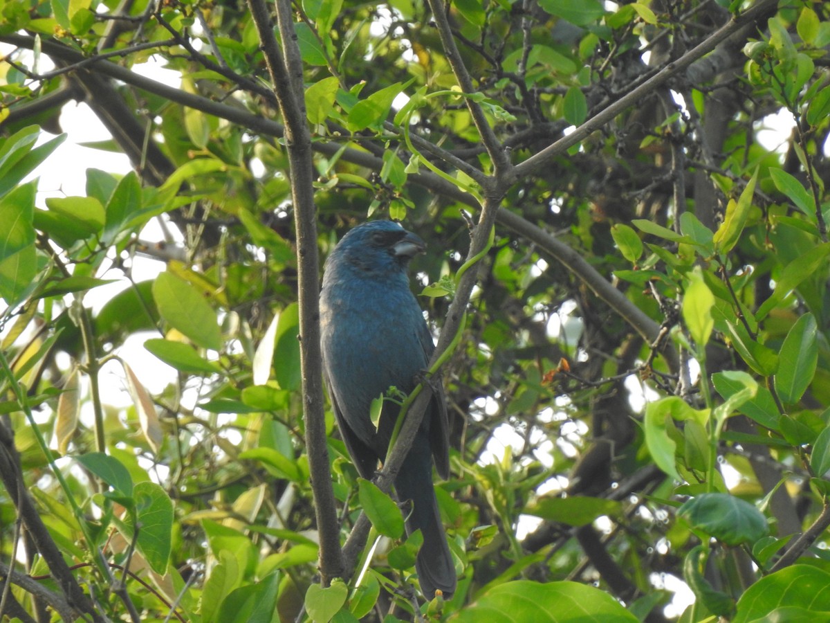 Glaucous-blue Grosbeak - ML371020361