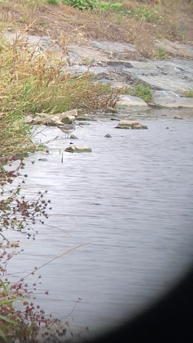 Common Greenshank - ML371020471