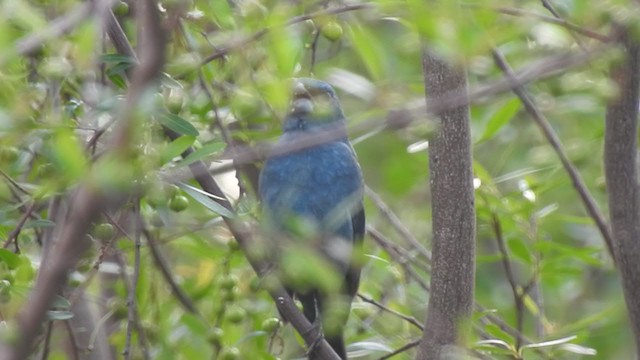 Glaucous-blue Grosbeak - ML371020531