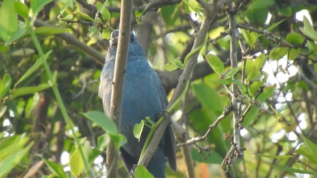 Glaucous-blue Grosbeak - ML371020771