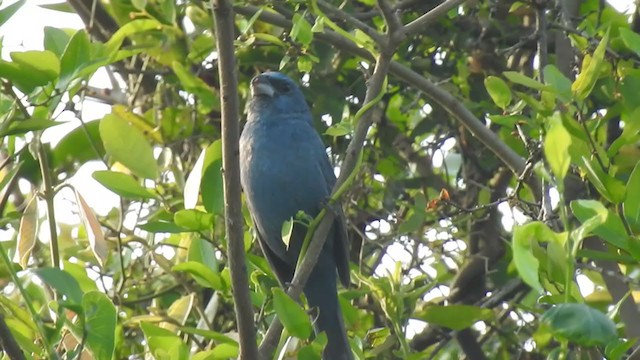Glaucous-blue Grosbeak - ML371020781