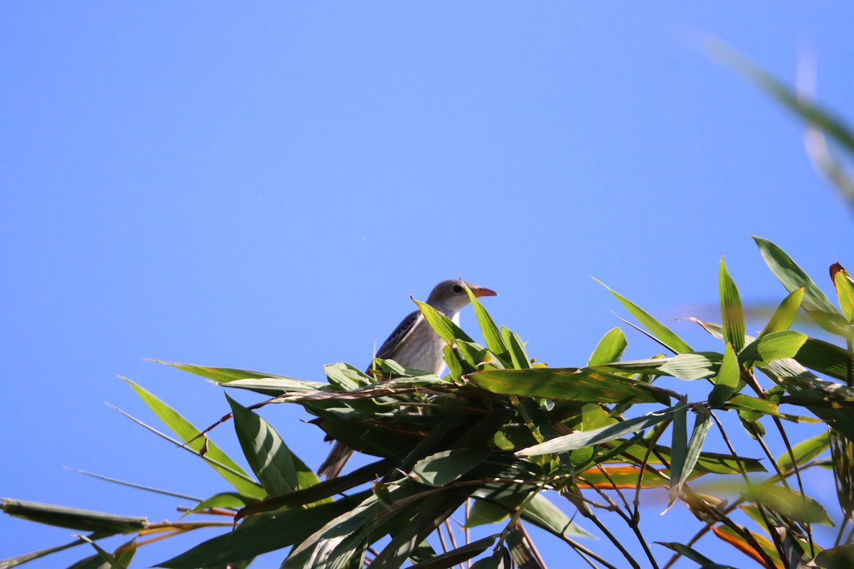 špaček růžový - ML371020951