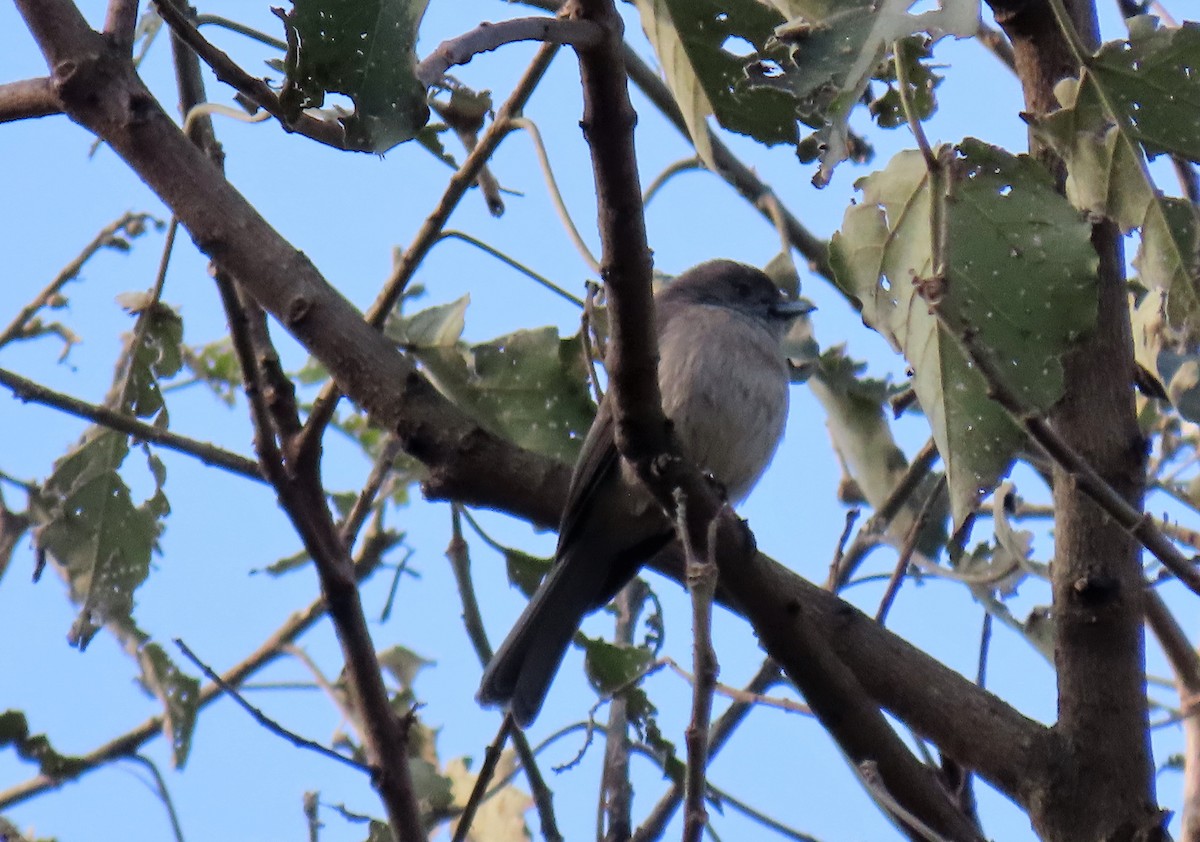 Abyssinian Slaty-Flycatcher - ML371021641