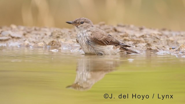 Spotted Flycatcher - ML371024021