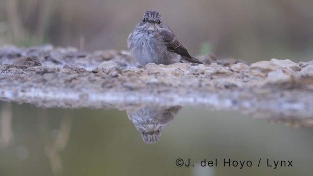 Spotted Flycatcher - ML371024141