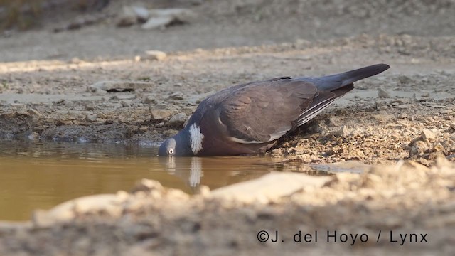 Common Wood-Pigeon (White-necked) - ML371029381