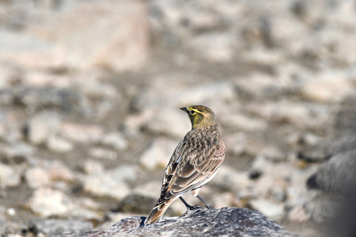 Horned Lark - Monica Siebert