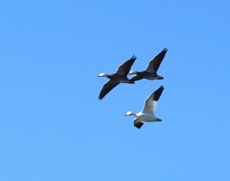 Snow Goose - ML37103351