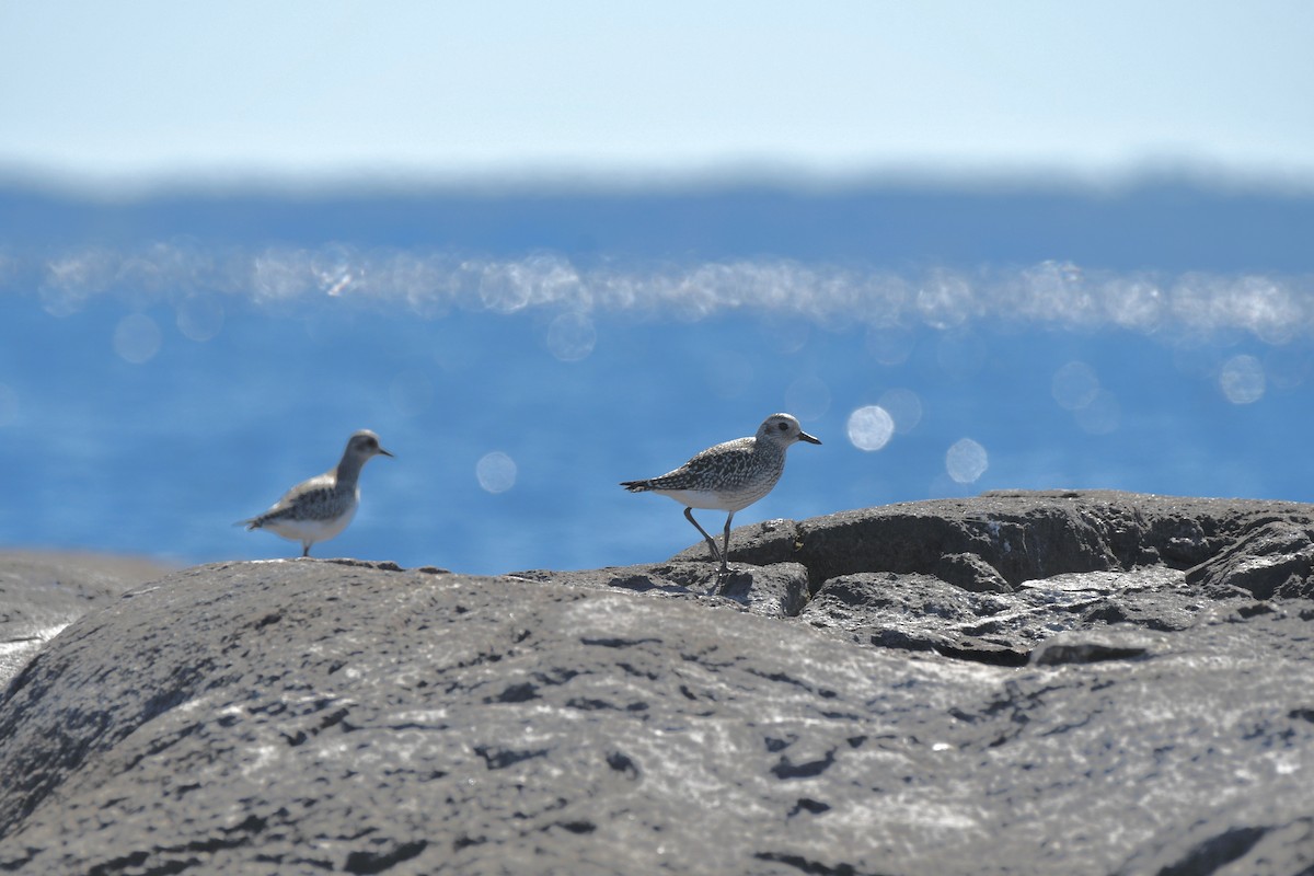 Black-bellied Plover - ML371033631