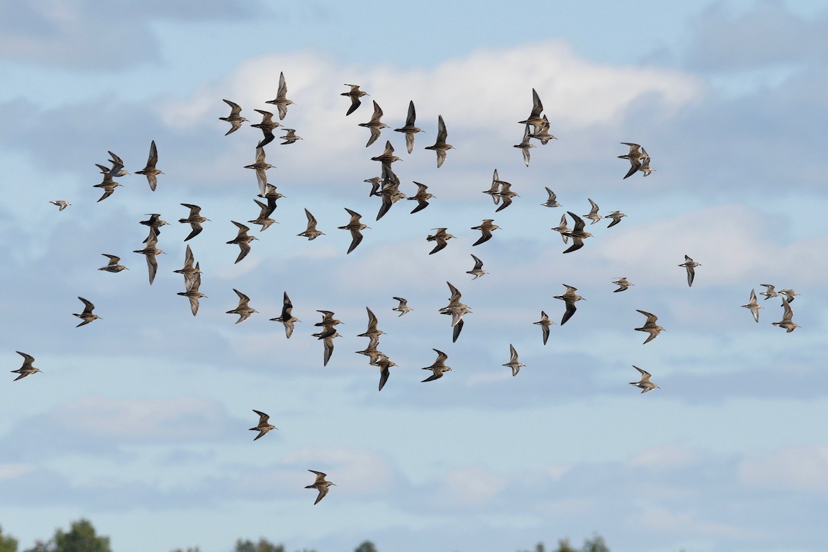 Pectoral Sandpiper - ML371033911