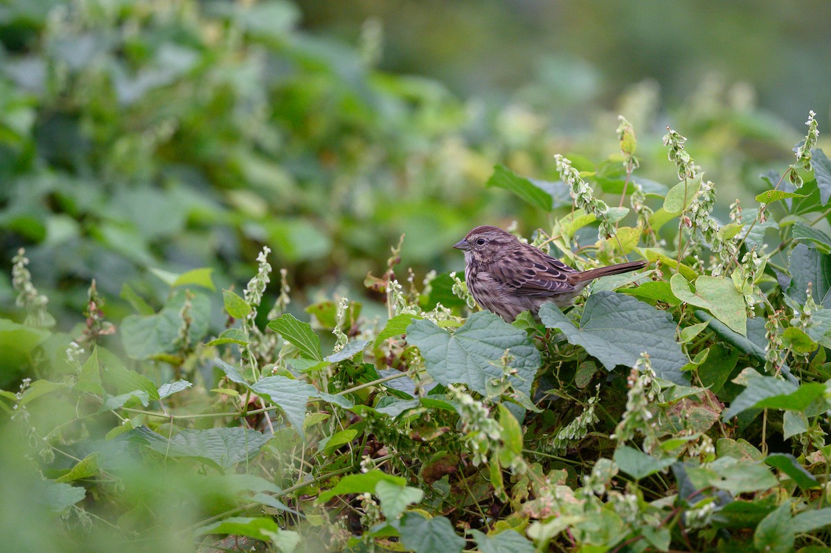 Song Sparrow - ML371034061