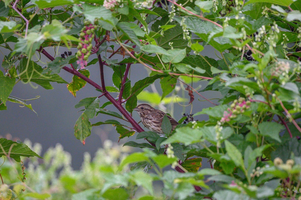 Song Sparrow - ML371034461