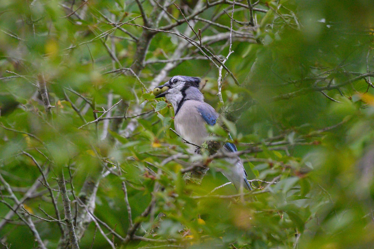 Blue Jay - ML371035161