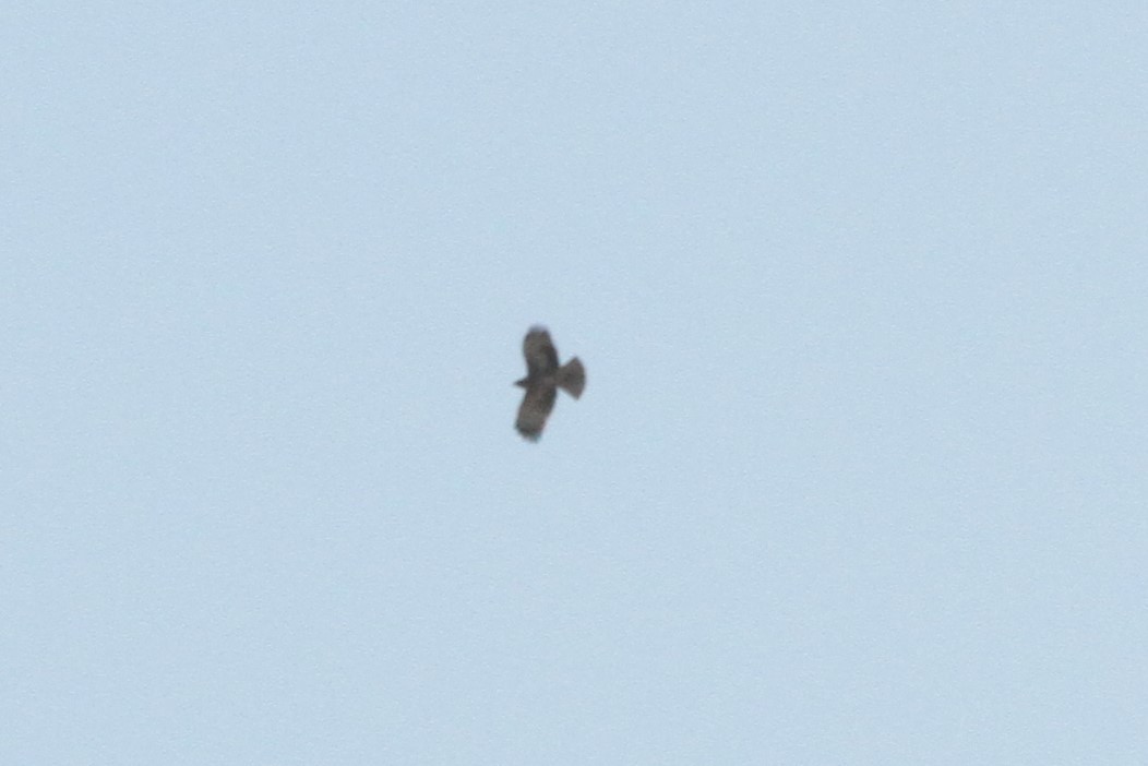 Little Eagle - ML371036141