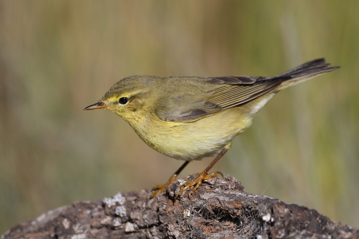 Willow Warbler - Santiago Caballero Carrera