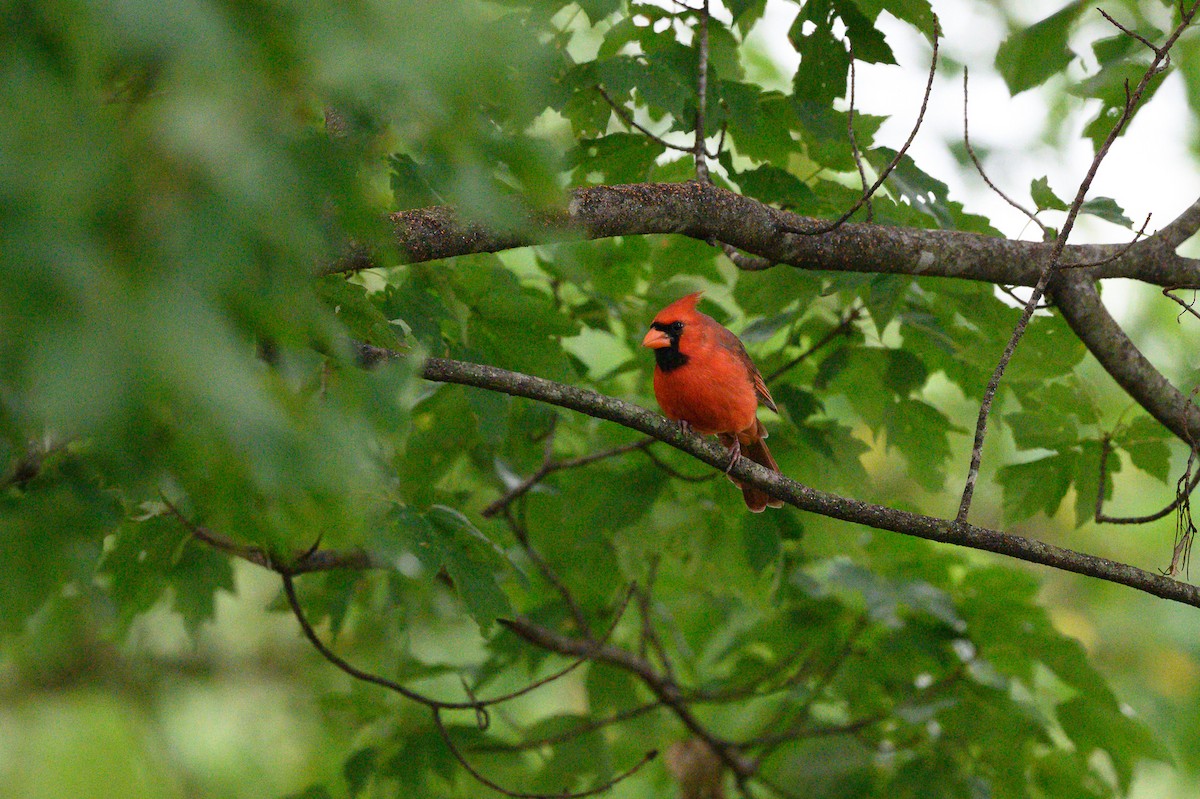 Cardinal rouge - ML371036851