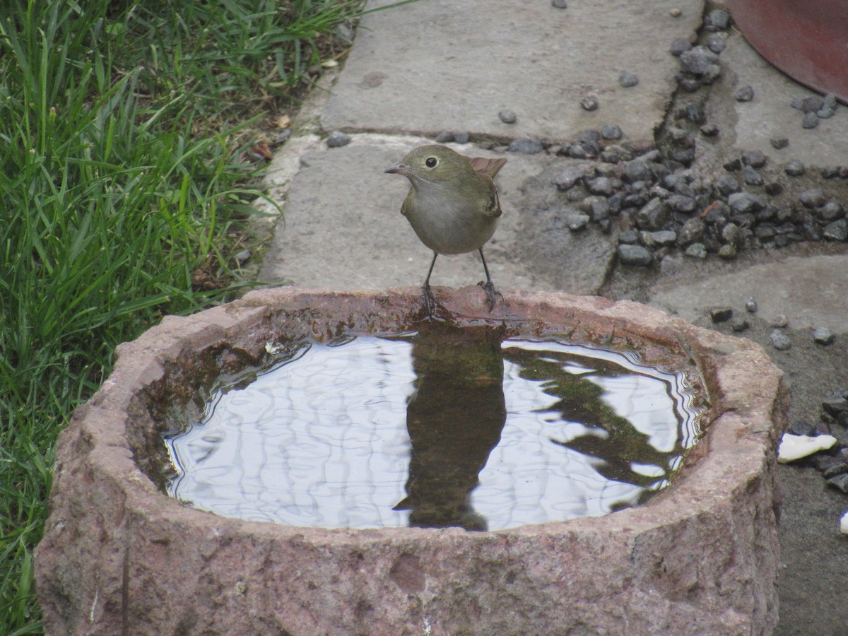 White-crested Elaenia - ML371036891
