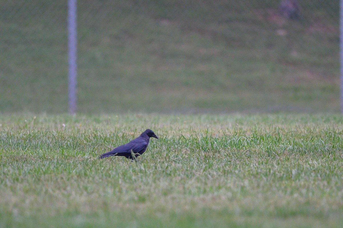 American Crow - ML371037301